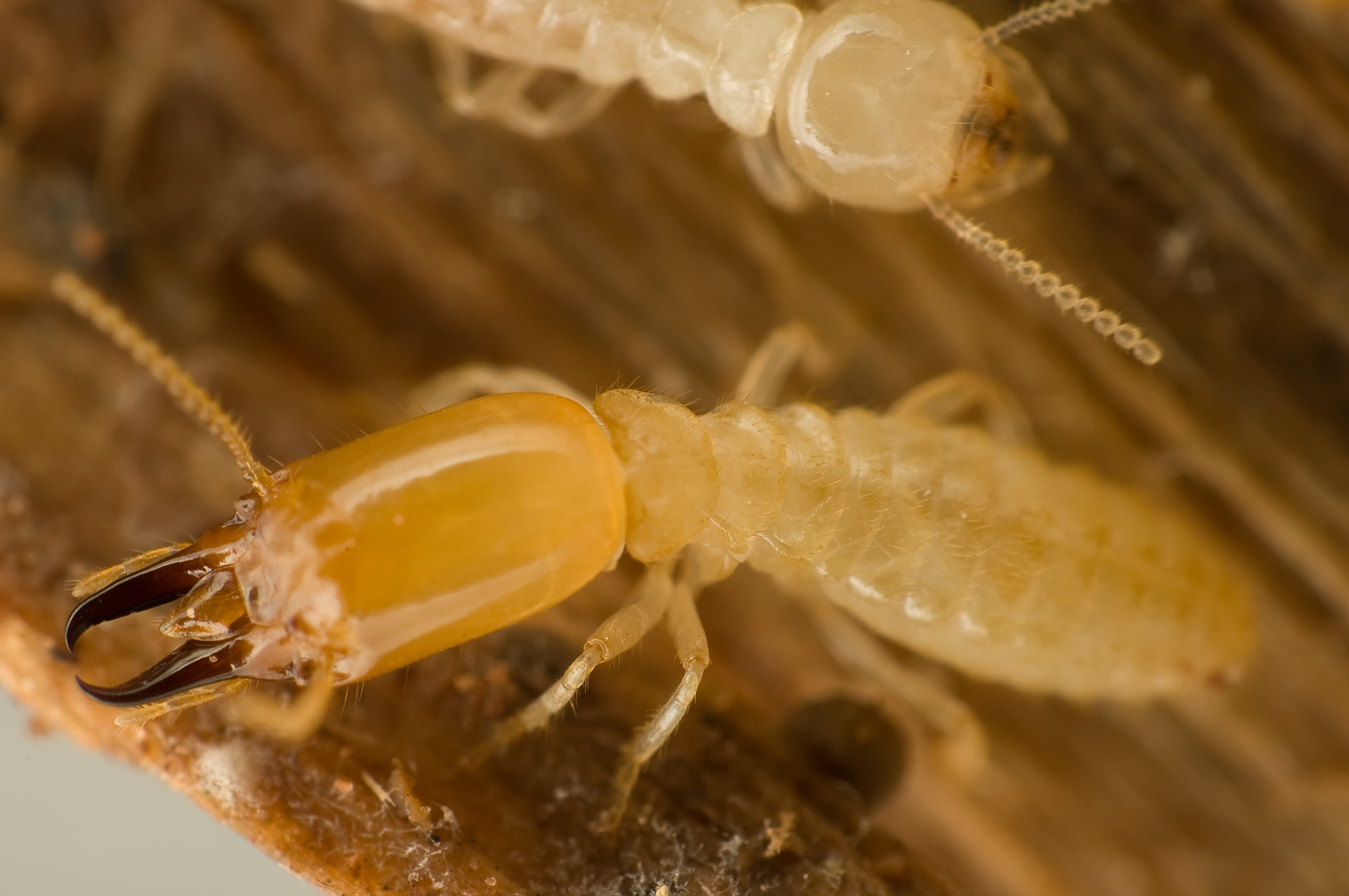 Termite Control